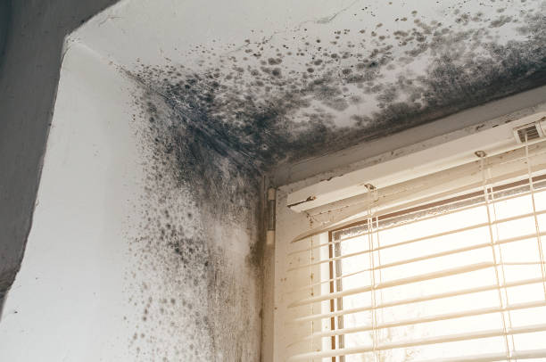 Affordable Mold Remediation solutions in Salem, NC